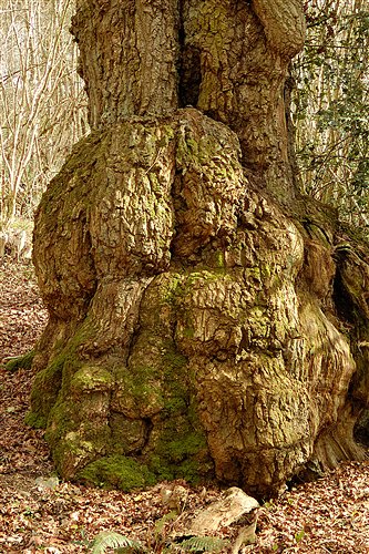 Cwm Byddog