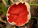Scarlet Cup