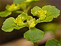 Opposite-leaved Golden-saxifrage