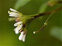 Wavy Bitter-cress