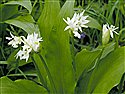 Allium ursinum
