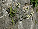 Lobularia maritima