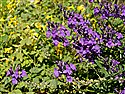 Linaria purpurea