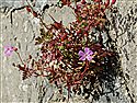 Geranium robertianum