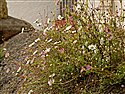 Erigeron karvinskianus