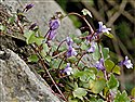Cymbalaria muralis