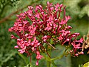 Centranthus ruber