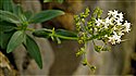 Centranthus ruber