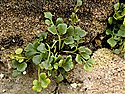 Asplenium ruta-muraria