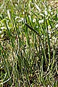Sea Arrowgrass