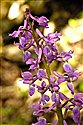 Early-purple Orchid