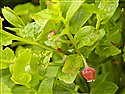 Vaccinium myrtillus