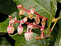 Gaultheria shallon