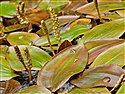 Potamogeton polygonifolius