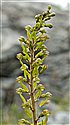 Common Twayblade