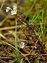 Irish Eyebright