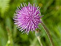 Meadow Thistle
