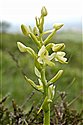 Lesser Butterfly-orchid