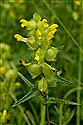 Yellow-rattle