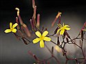 Mycelis muralis