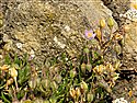 Spergularia rupicola