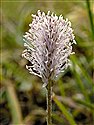 Hoary Plantain