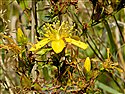Perforate St John's-wort