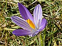 Crocus vernus
