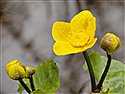 Caltha palustris